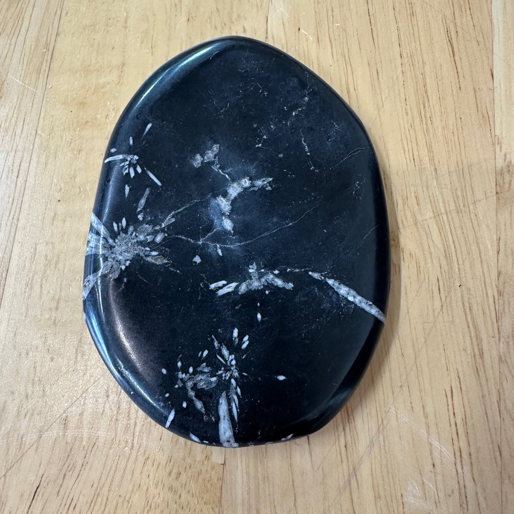 Chrysanthemum Stone - White Celestite Flower in Black Matrix