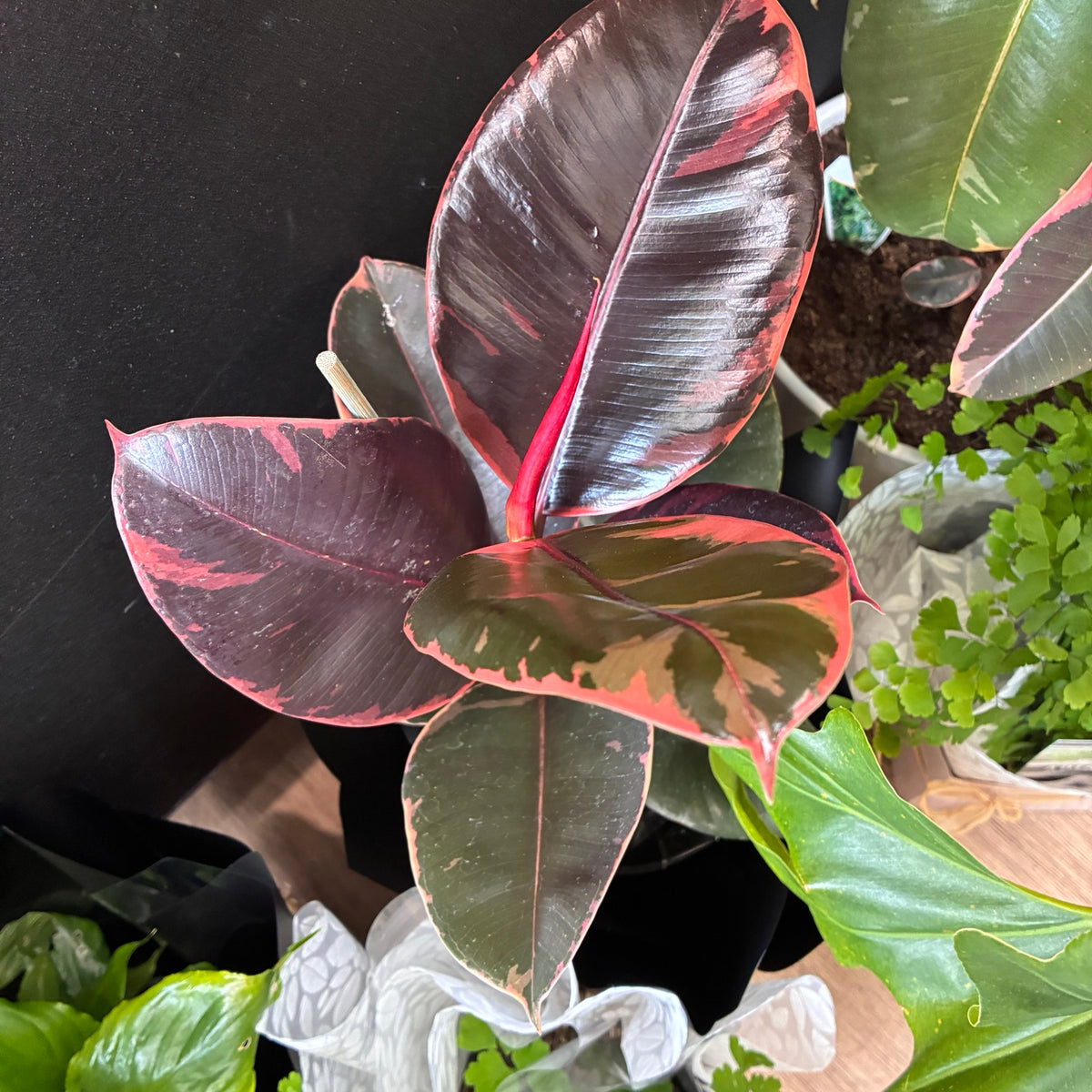 Ficus Ruby - Abundance, Resilience, Love