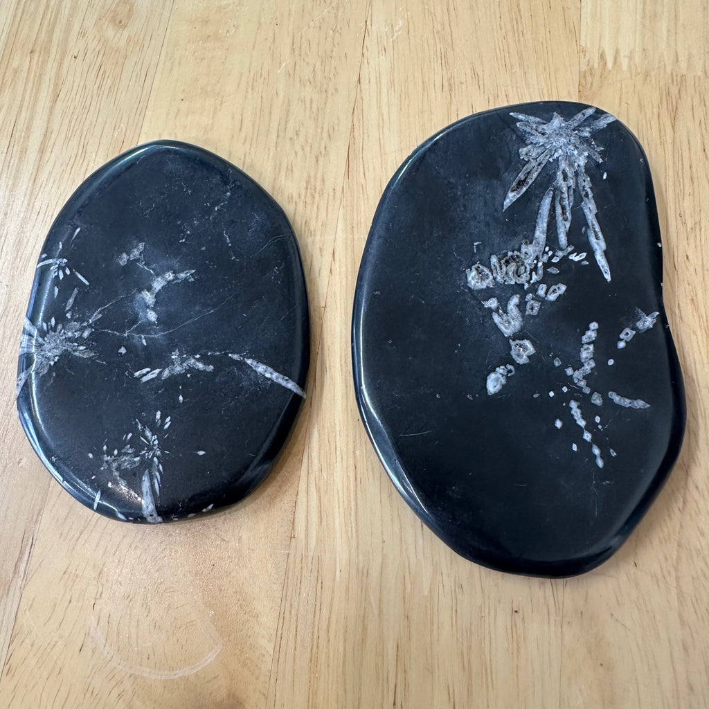 Chrysanthemum Stone - White Celestite Flower in Black Matrix