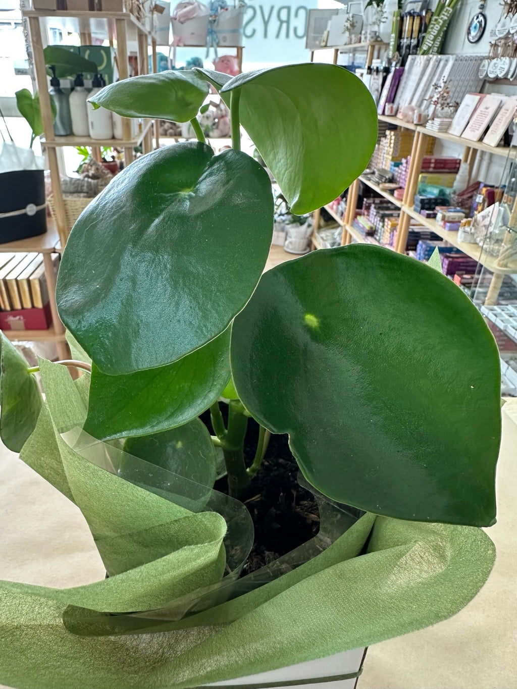 Green Peperomia Plant Gift Boxed – Calm, Balance & Fresh Modern Beauty