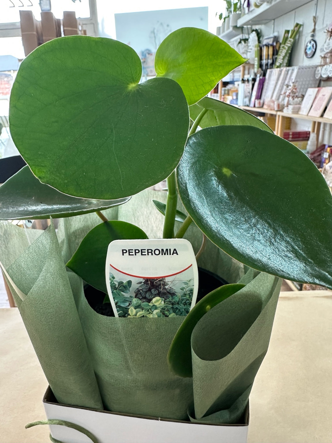 Green Peperomia Plant Gift Boxed – Calm, Balance & Fresh Modern Beauty