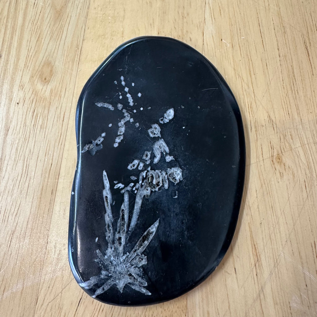 Chrysanthemum Stone - White Celestite Flower in Black Matrix