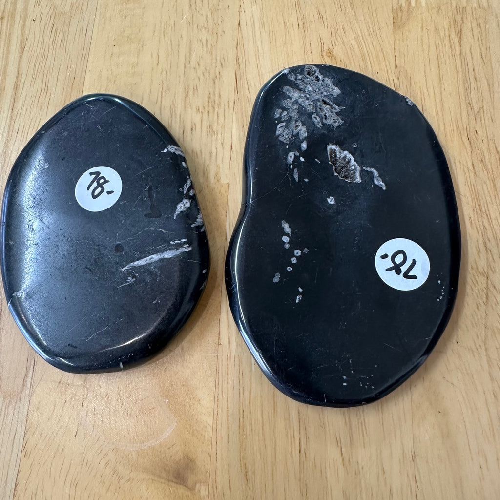 Chrysanthemum Stone - White Celestite Flower in Black Matrix