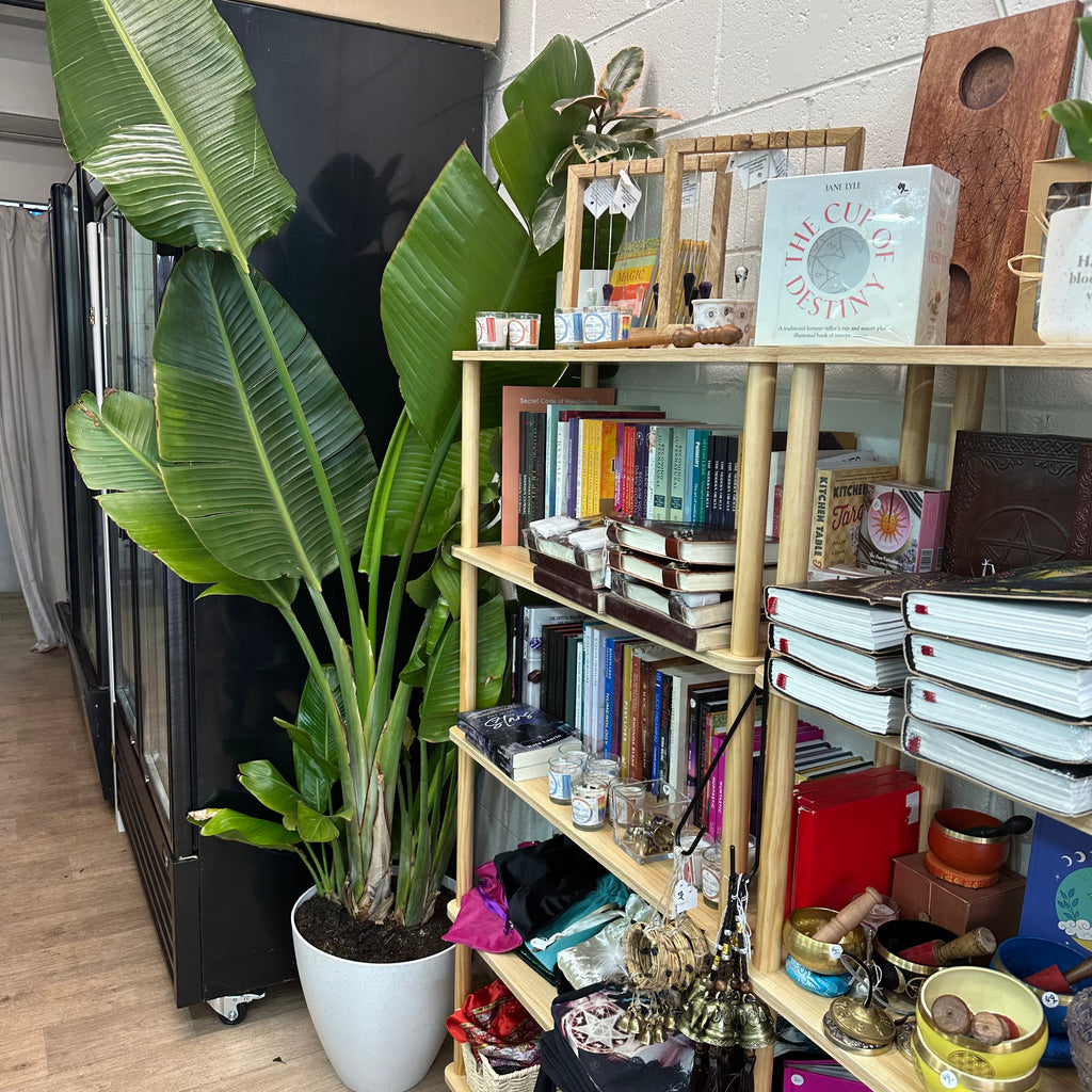 Giant Strelitzia Nicolai (White Bird of Paradise) Potted