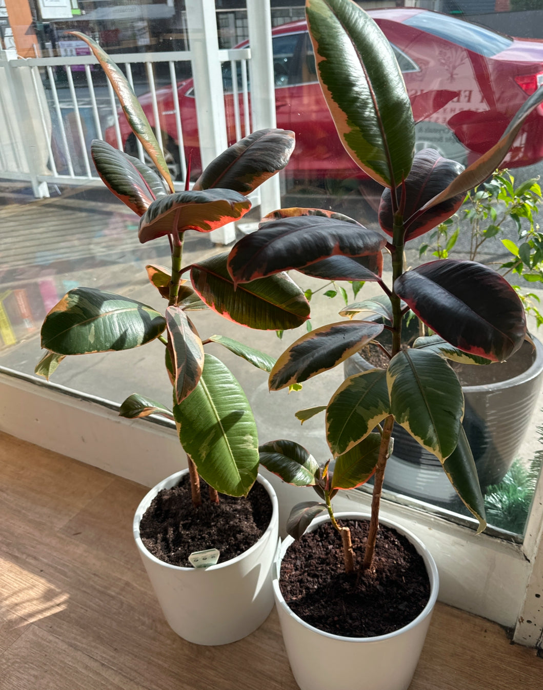 Ficus Ruby in Ceramic Pot