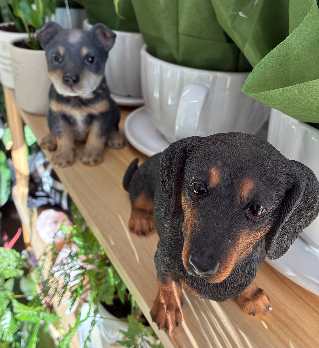 Dachshund Sitting – Black & Tan