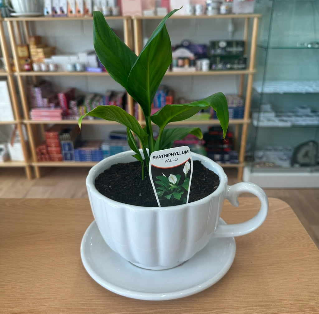 Peace Lily In Ceramic Teacup Planter