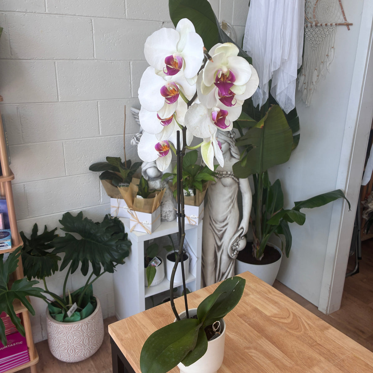 Phalaenopsis Orchid (Variagated)  – Elegance, Strength & Renewal