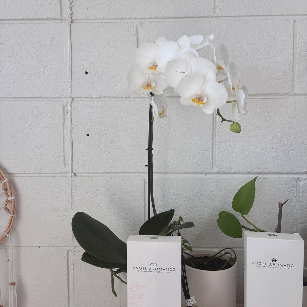 Phalaenopsis Orchid (White)  – Elegance, Strength & Renewal