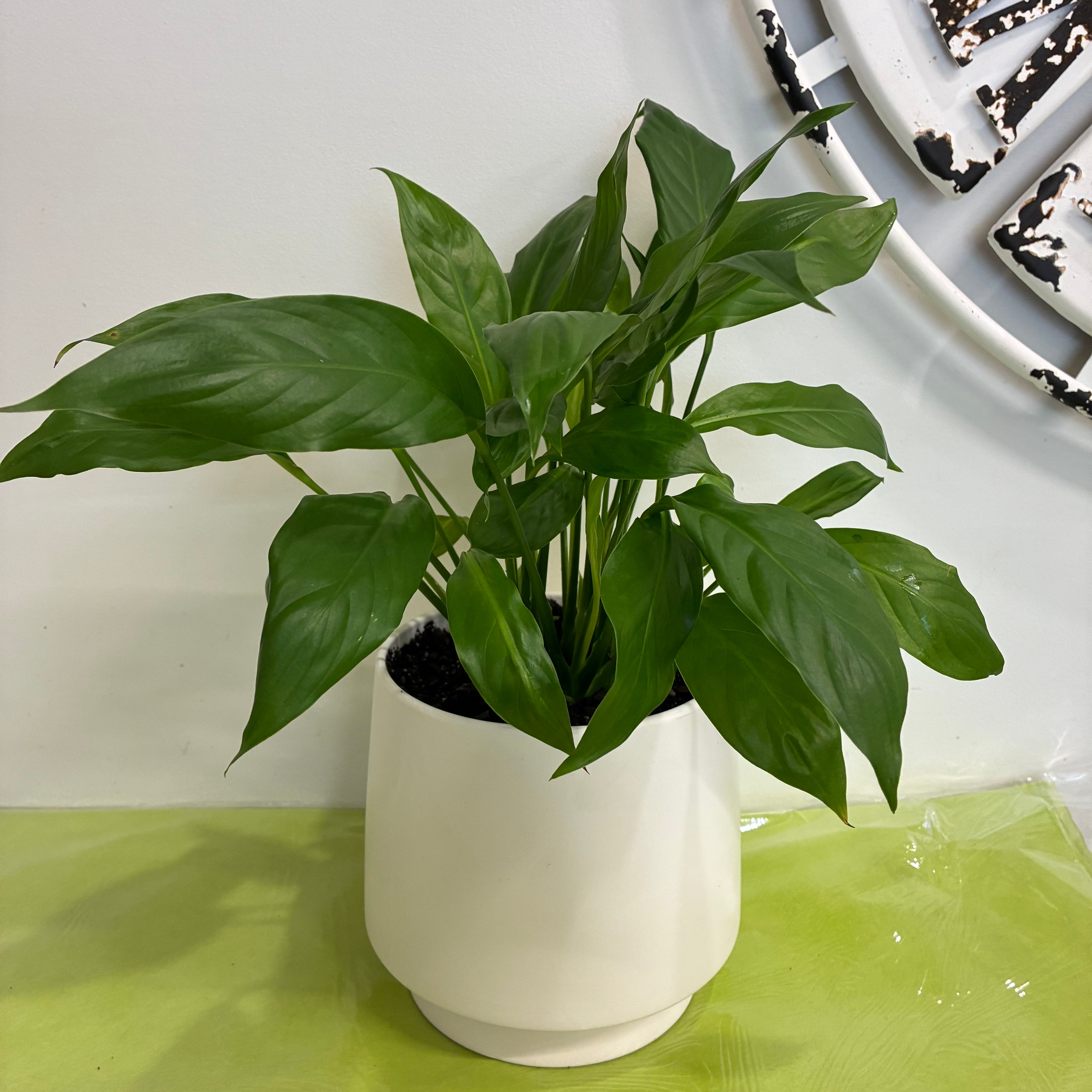 Peace Lily In White Ceramic Planter