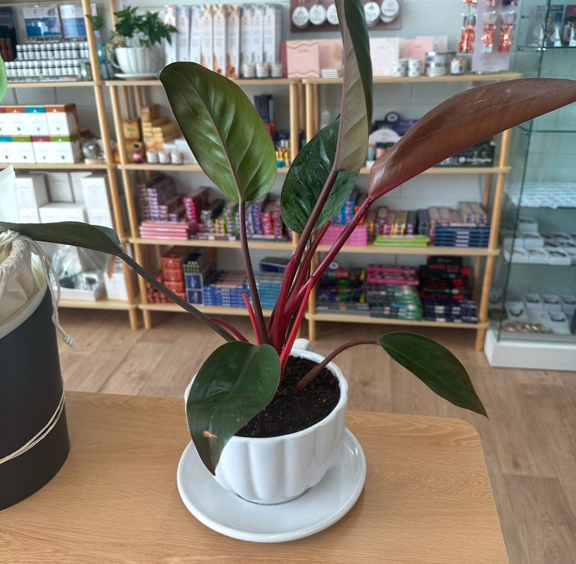 Philodendron in Tea Cup Planter