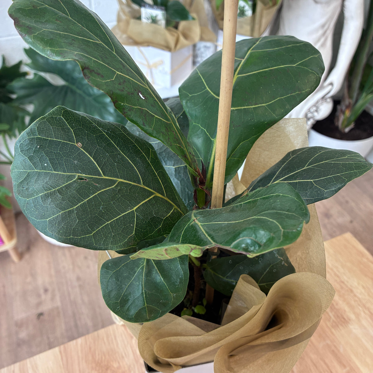 Fiddle Leaf Plant Gift Boxed – Abundance, Continuous Growth and Good Fortune