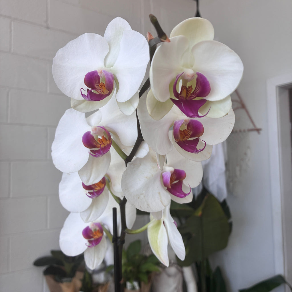 Phalaenopsis Orchid (Variagated)  – Elegance, Strength & Renewal