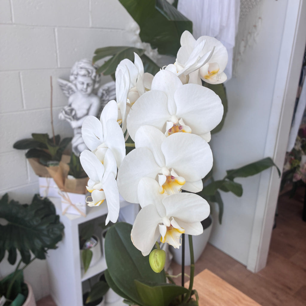 Phalaenopsis Orchid (White)  – Elegance, Strength & Renewal