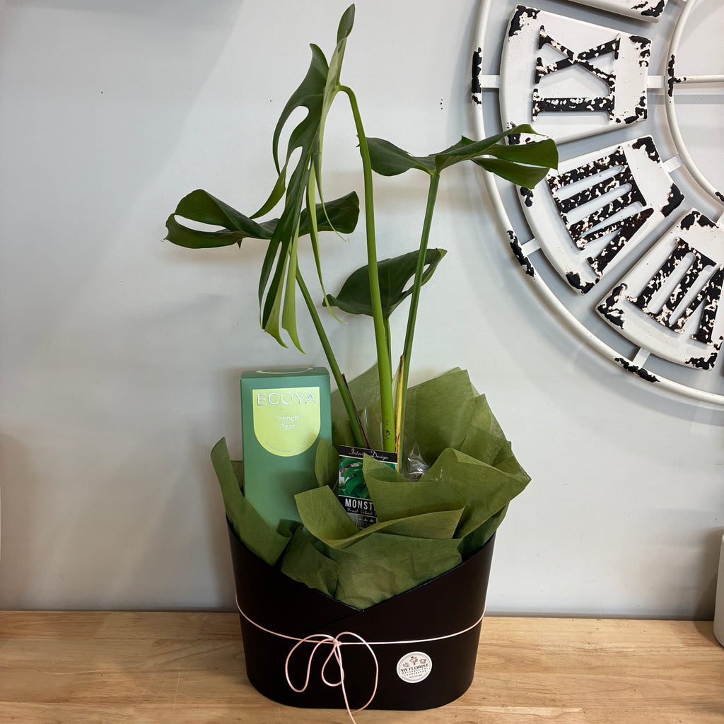 Diffuser and Indoor Plant Hamper