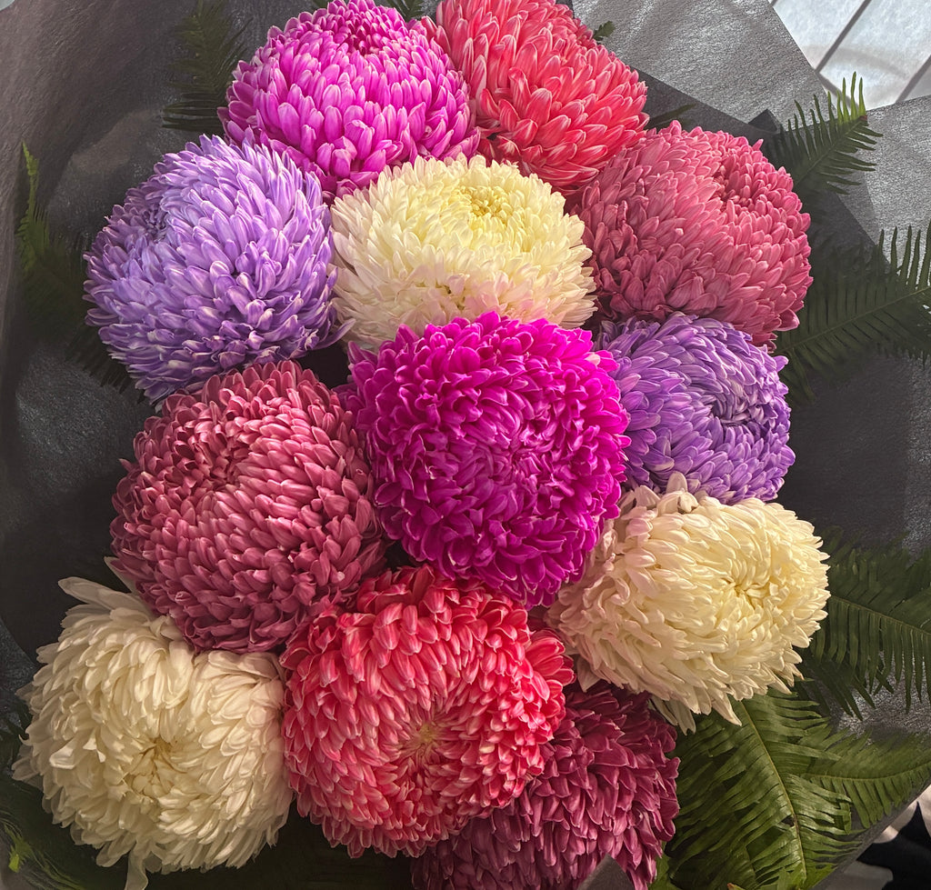 Pom Pom