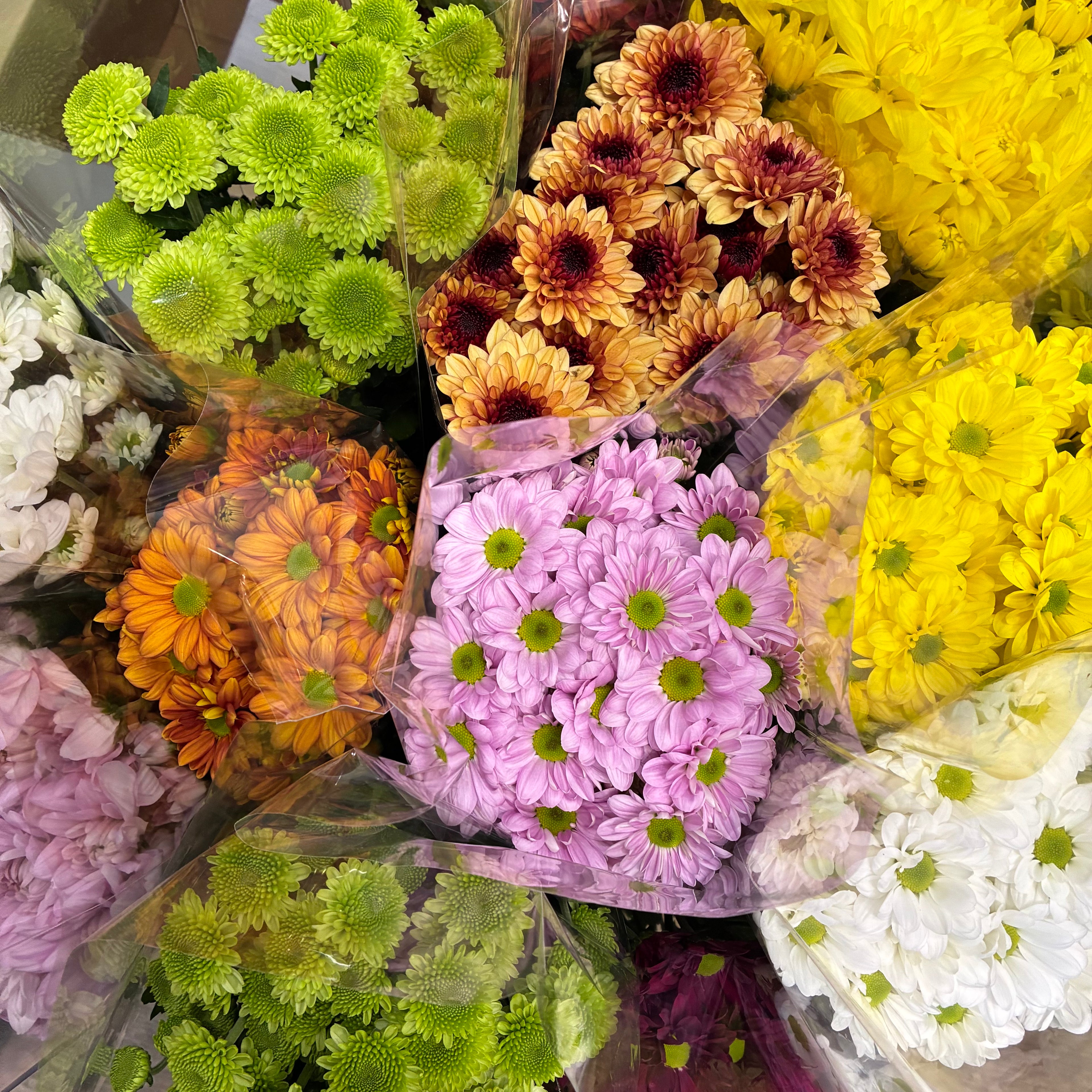 Tasmanian Chrysanthemum Bouquet from