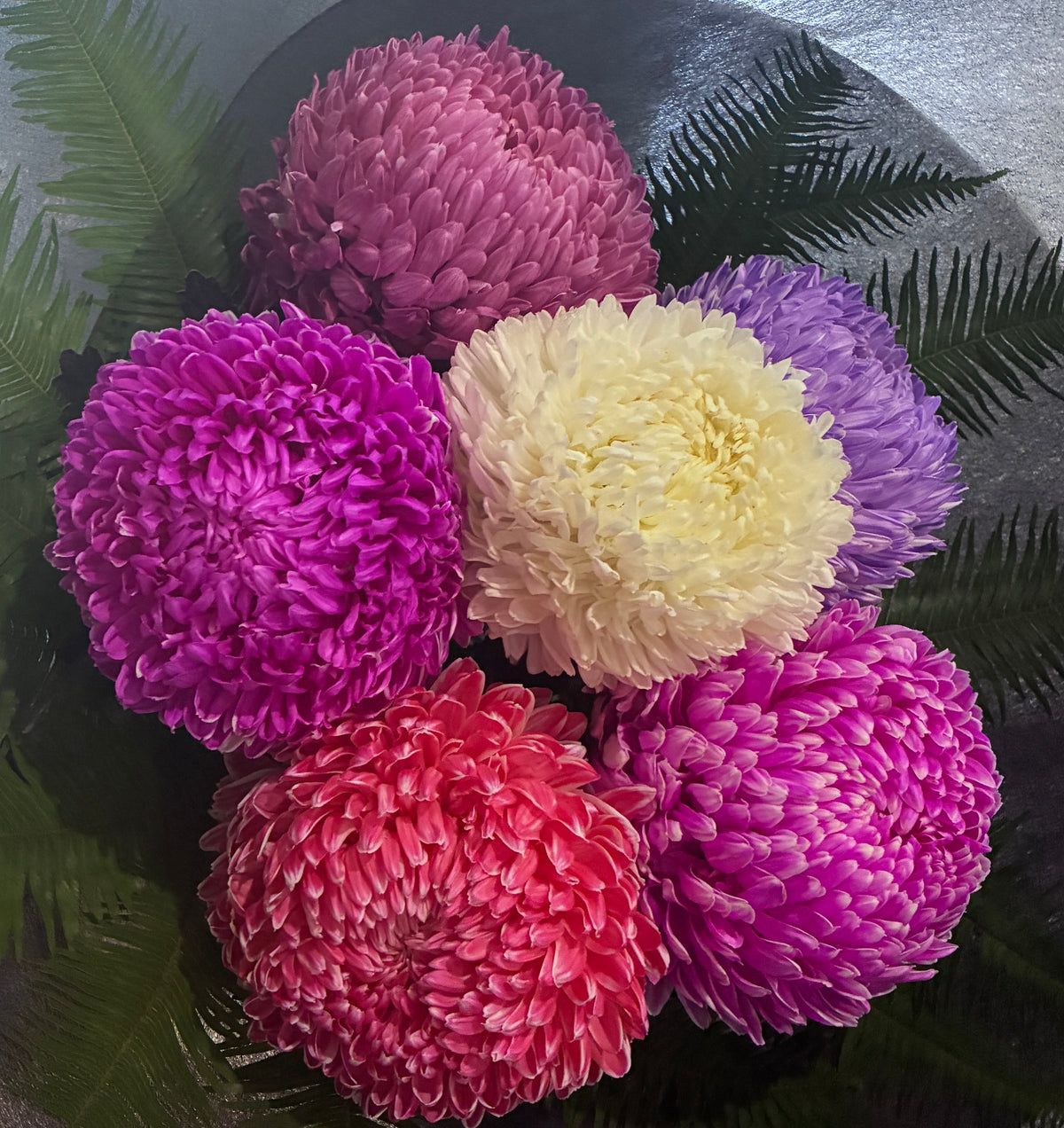 Pom Pom