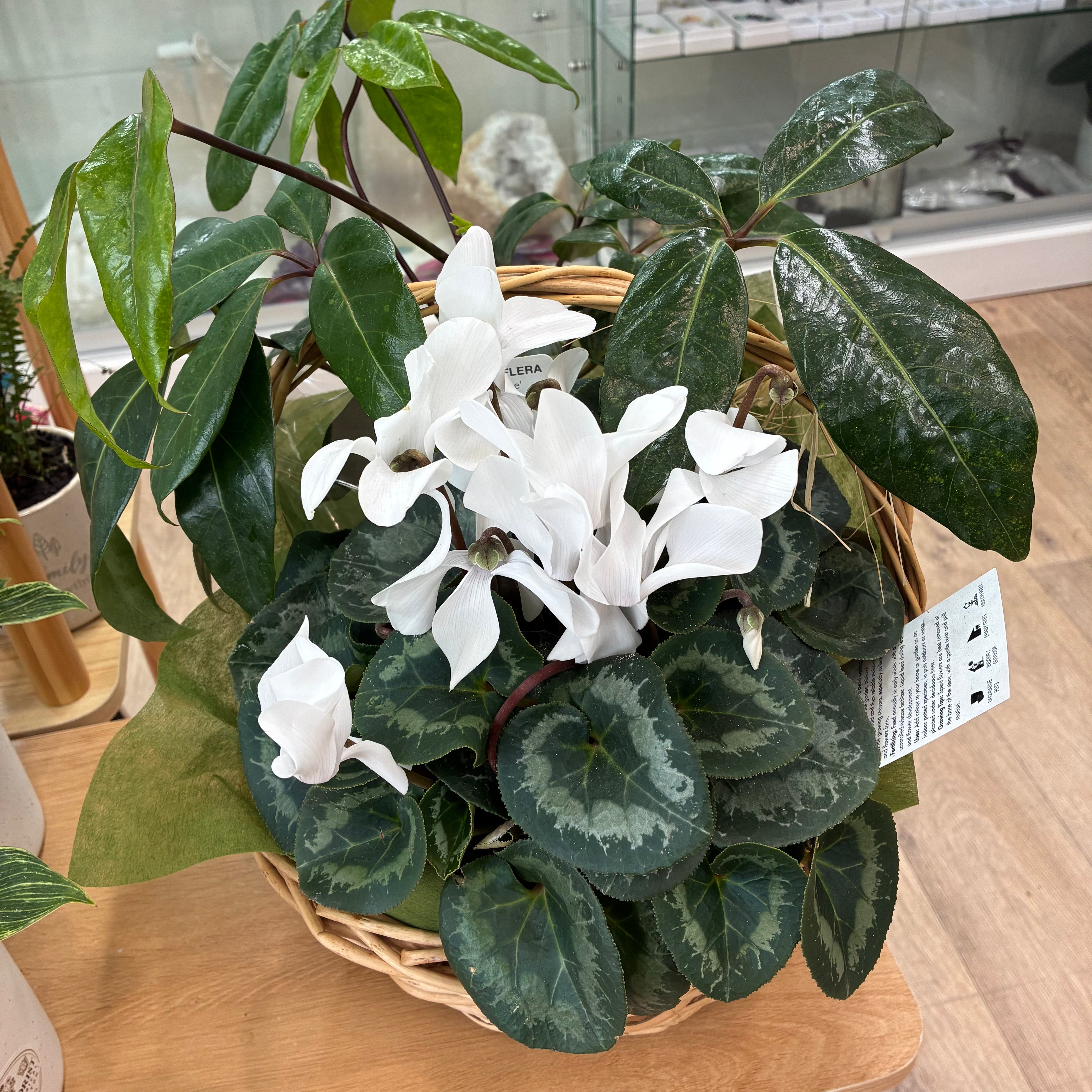 Indoor Plant Gift Basket Duo