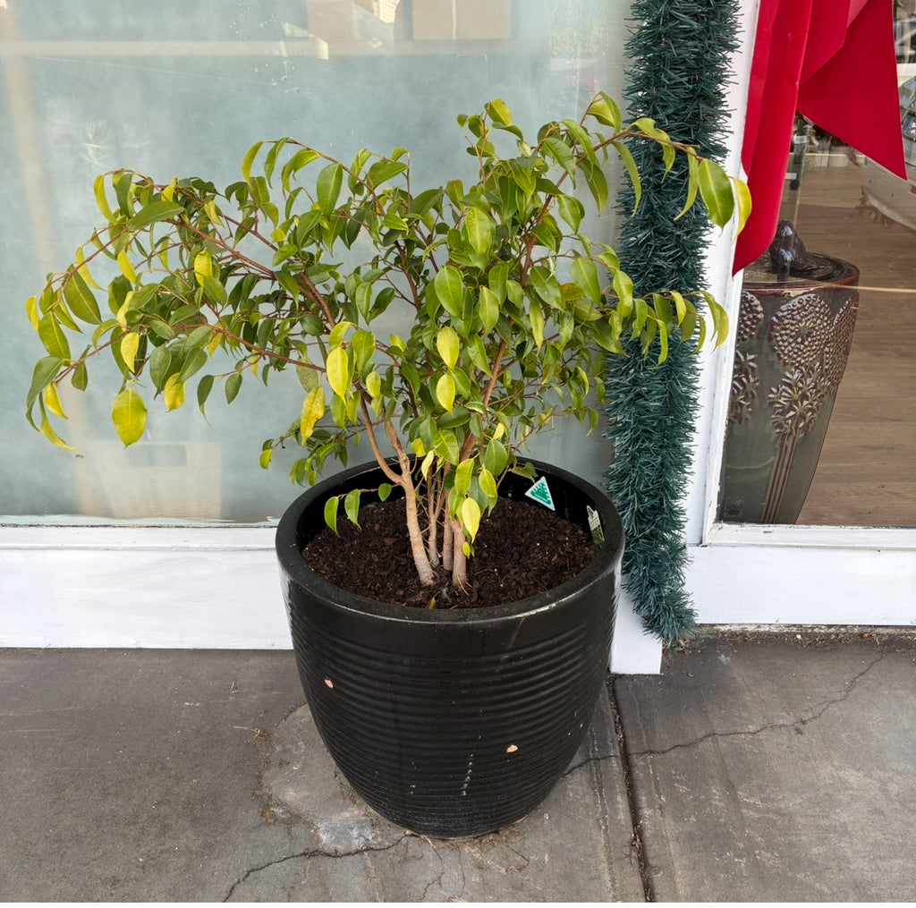 Ficus Evergreen in Black Planter