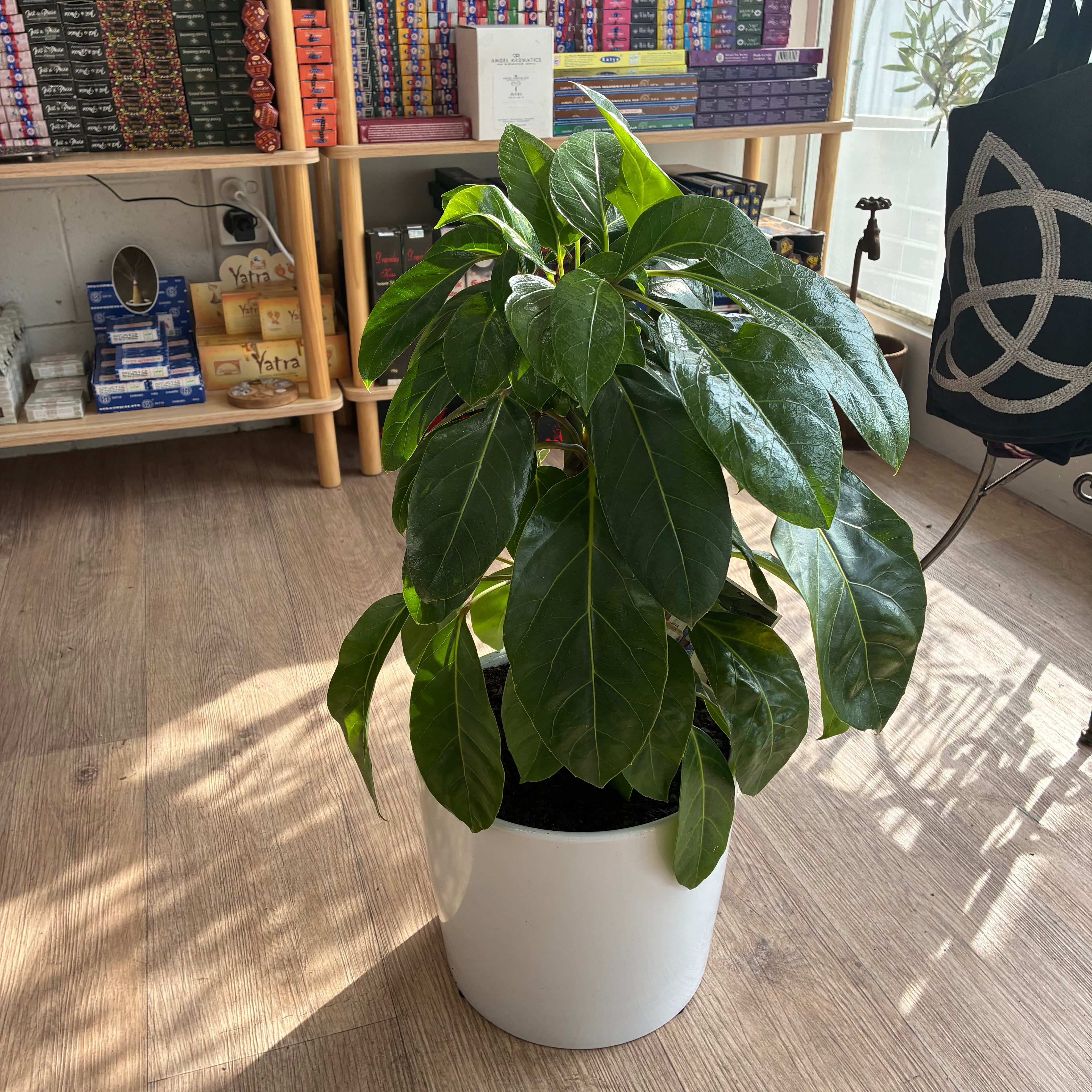 高山雪菲拉（伞形）室内植物
