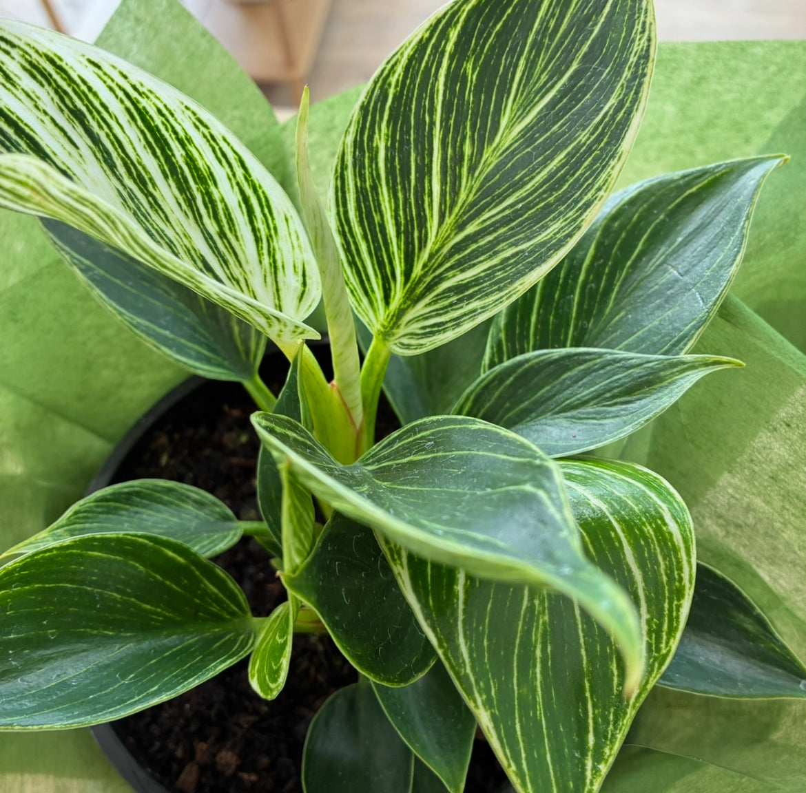 Philodendron ‘Birkin’ Plant Gift Boxed – Calm Confidence & Modern Elegance