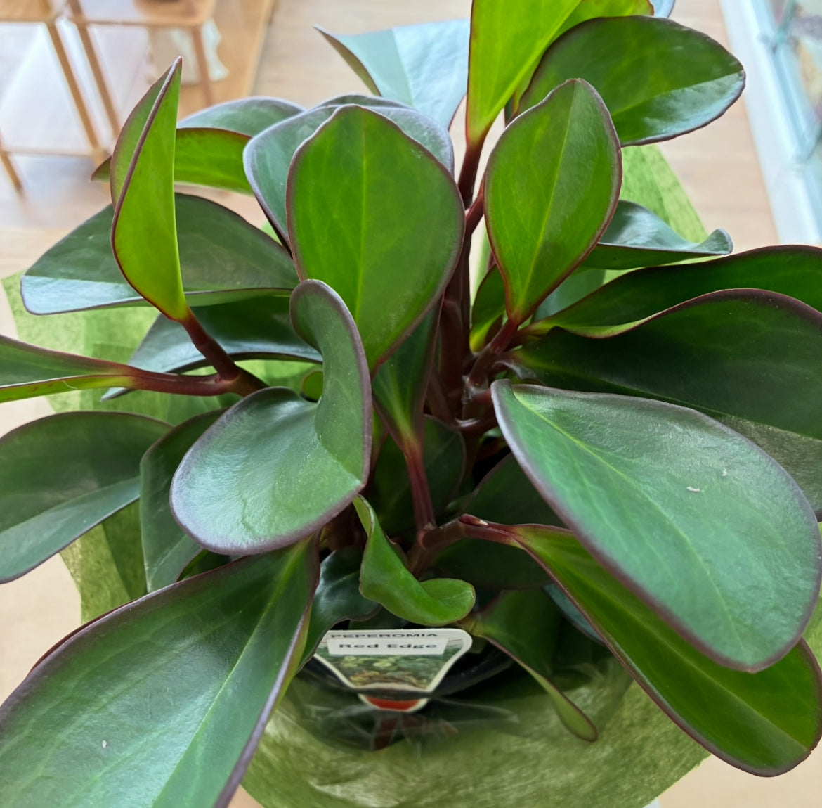 Peperomia Red Edge Plant Gift Boxed – Balance, Warmth & Modern Beauty