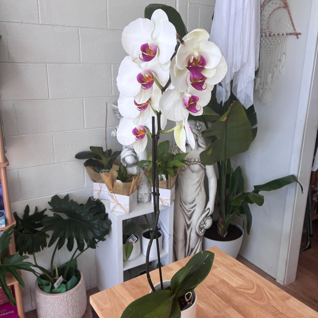 Phalaenopsis Orchid (Variagated)  – Elegance, Strength & Renewal