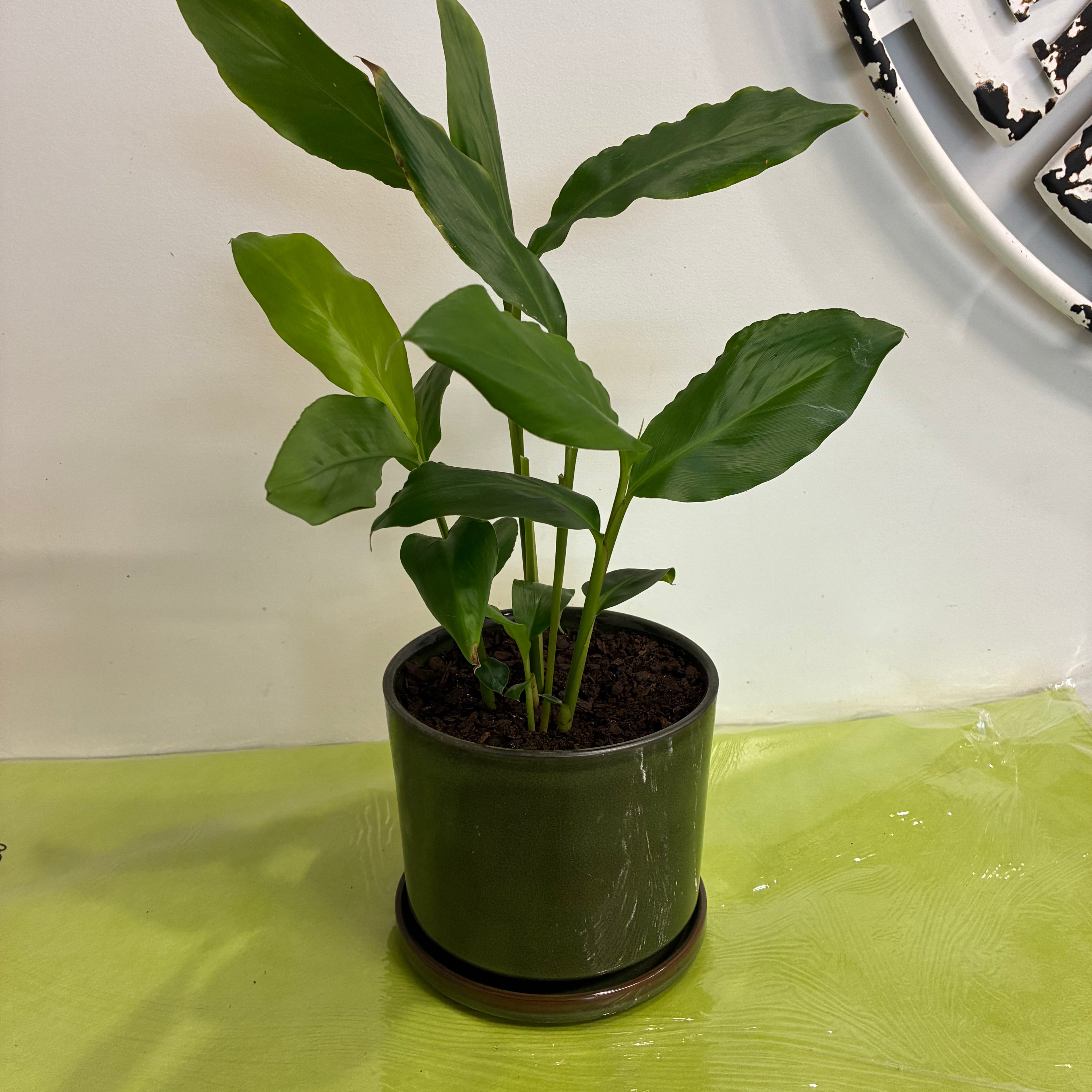 Indoor Plant in Green Pot & Saucer