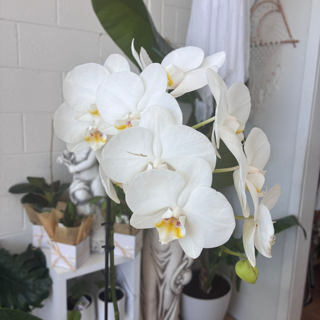 Phalaenopsis Orchid (White)  – Elegance, Strength & Renewal