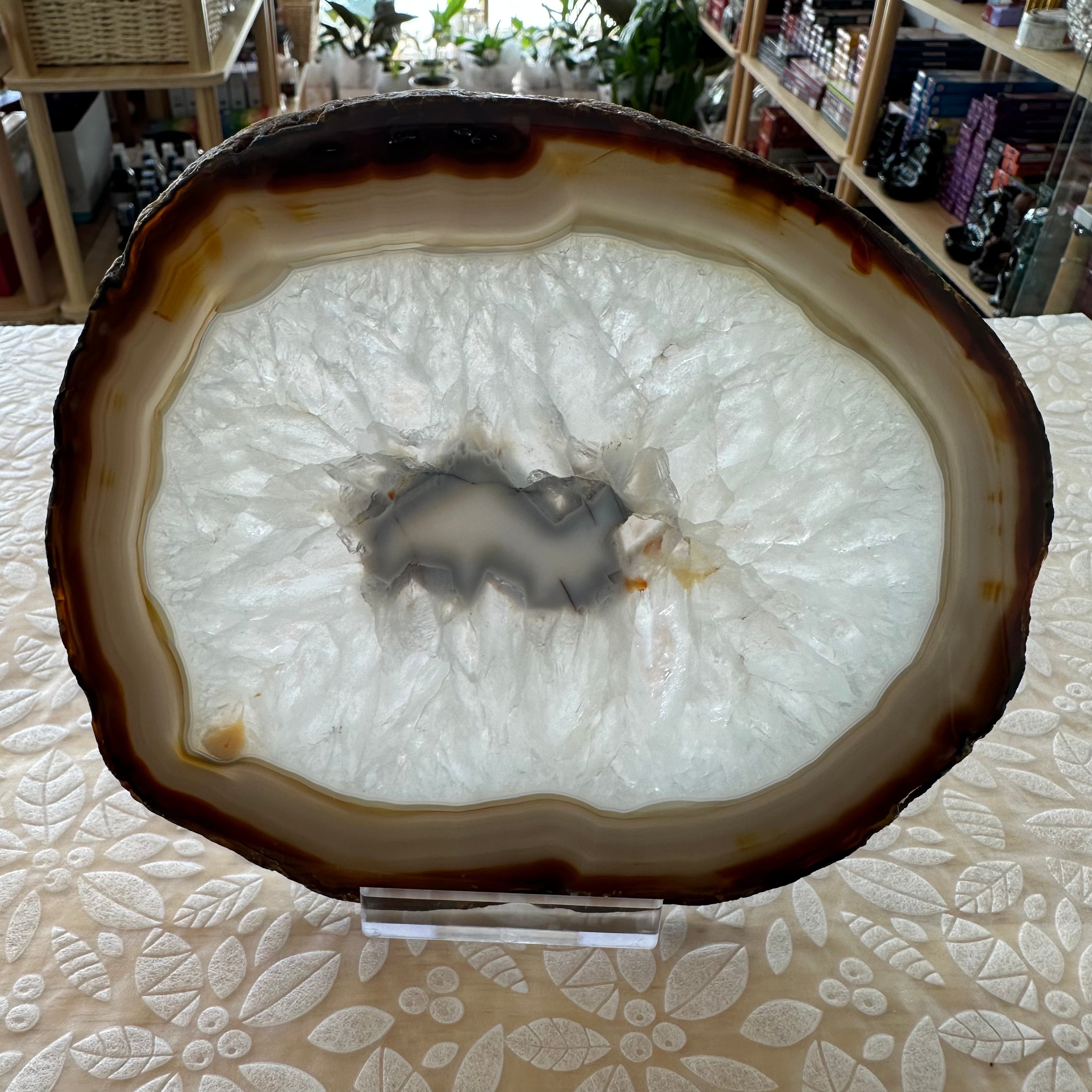 Agate Slice – Top Collectors Grade
