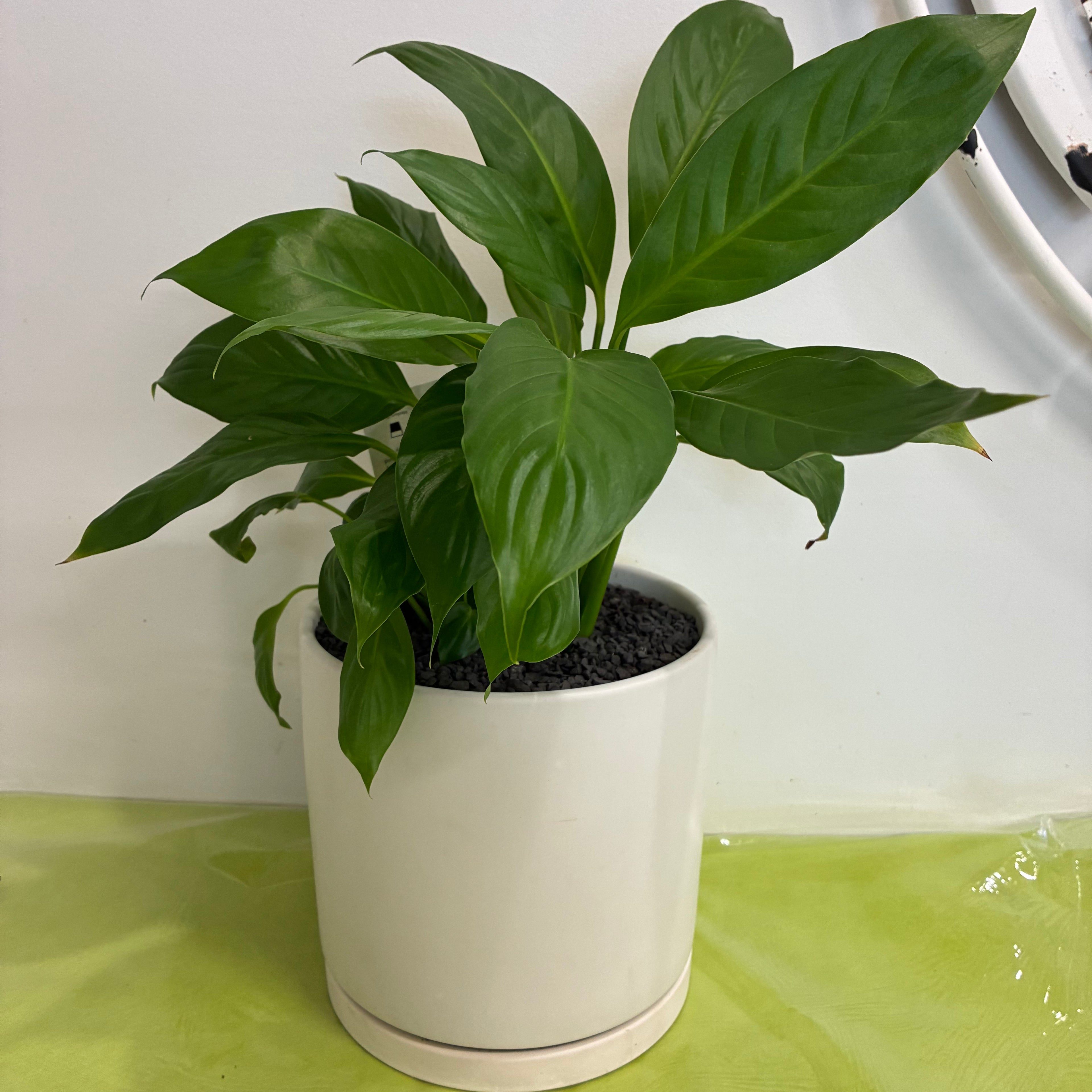 Peace Lily In White Ceramic Planter with attached Saucer