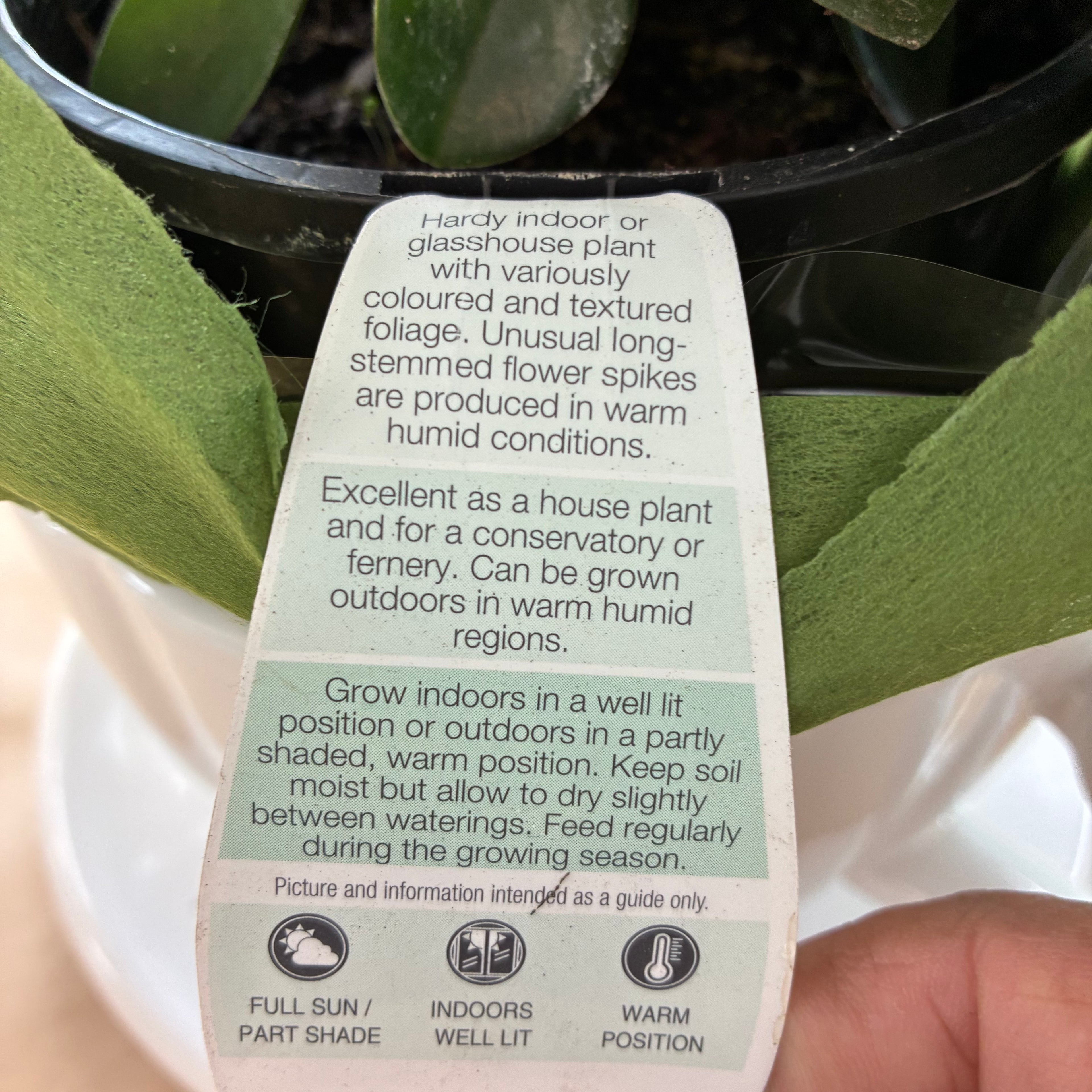 Peperomia Obtusifolia Plant Gift Boxed – Calm, Balance & Modern Beauty