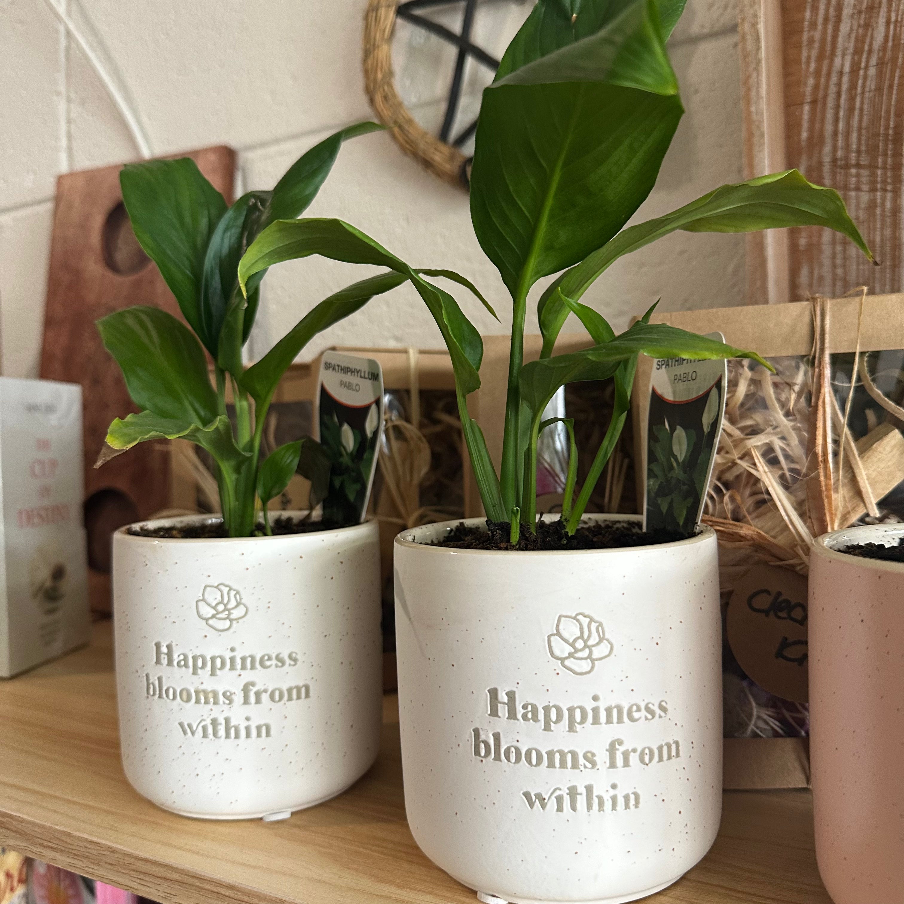 Happiness - Pot Planter - Peace Lily