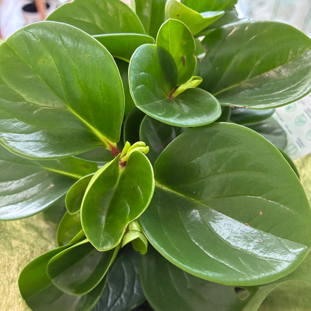 Peperomia Obtusifolia Plant Gift Boxed – Calm, Balance & Modern Beauty