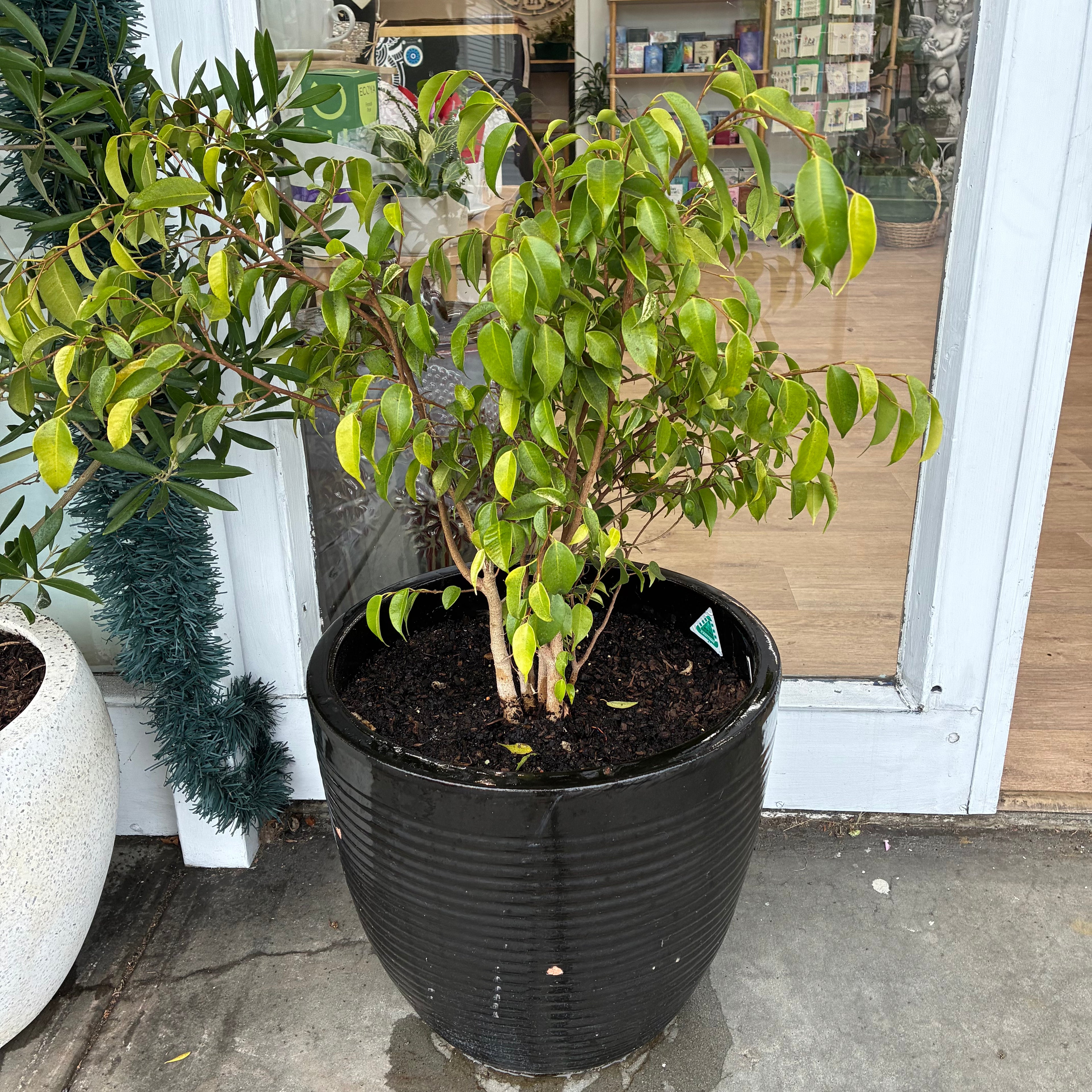 Ficus Evergreen in Black Planter