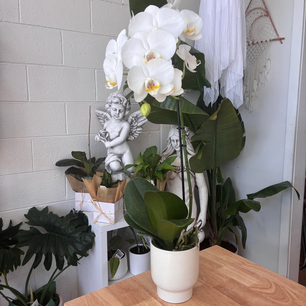 Phalaenopsis Orchid (White)  – Elegance, Strength & Renewal