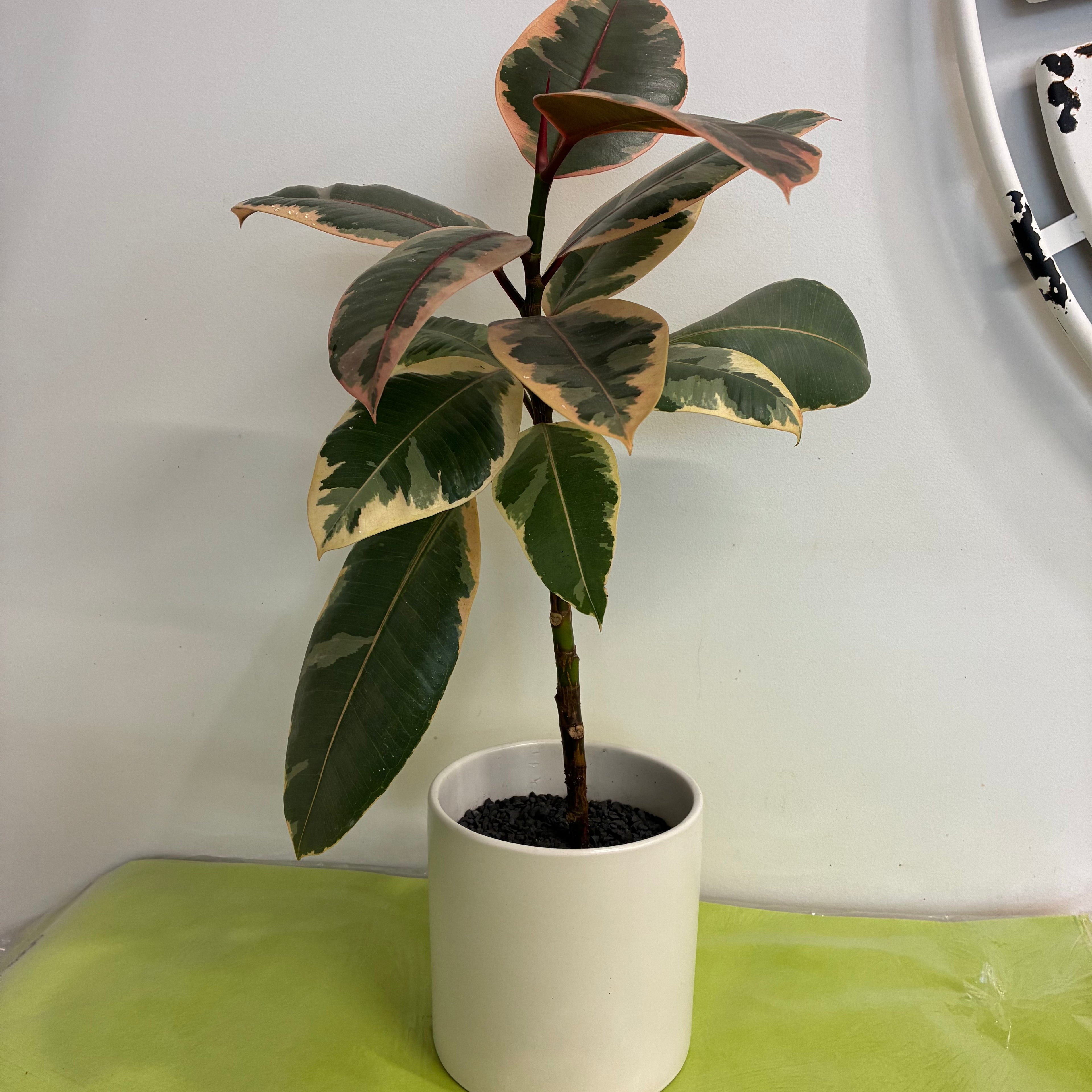 Ficus Ruby in  Small Ceramic Pot