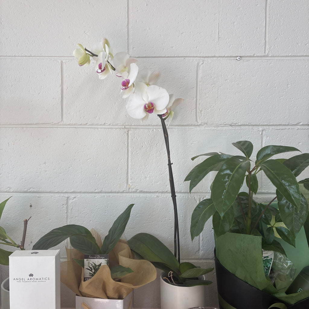 Phalaenopsis Orchid (Variagated)  – Elegance, Strength & Renewal