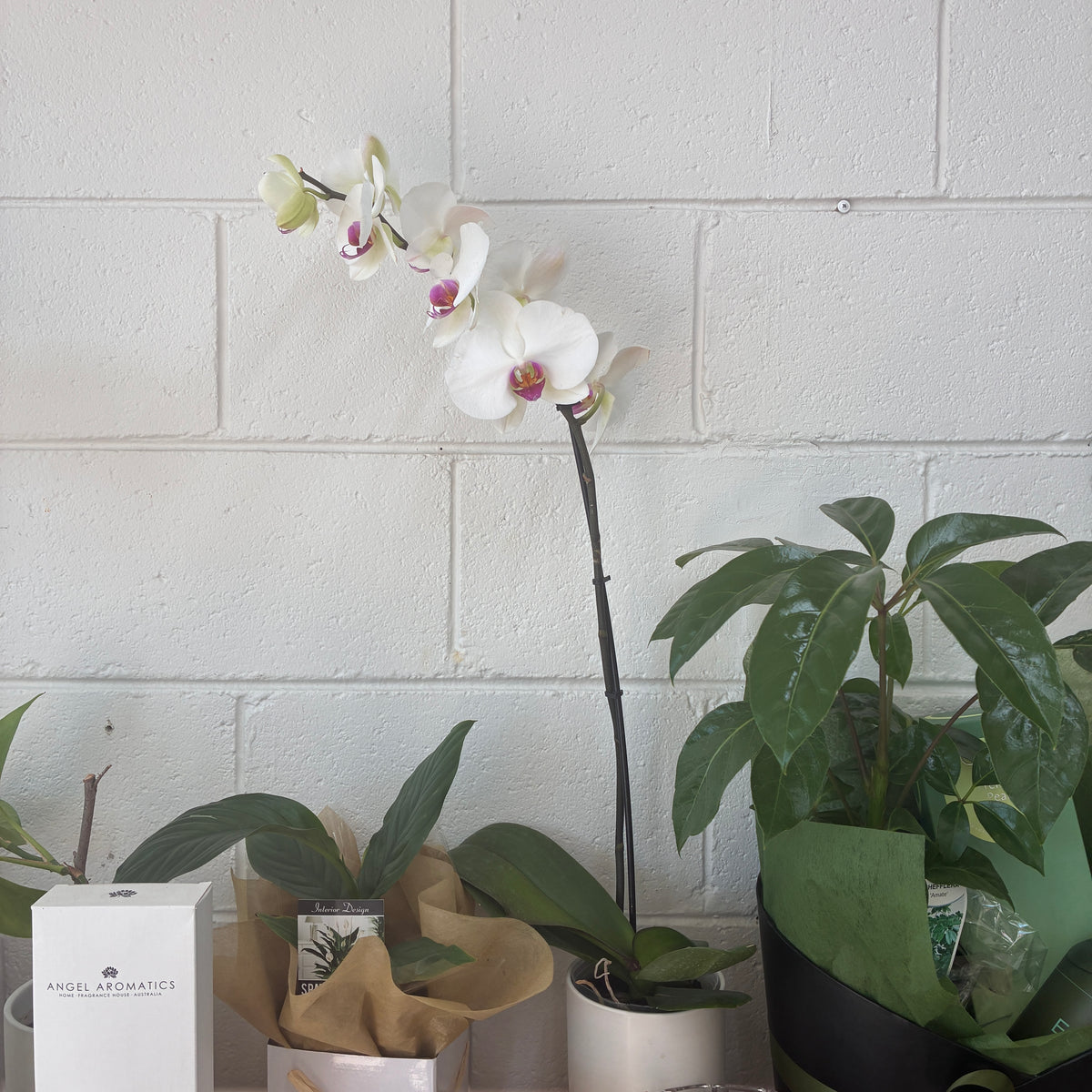 Phalaenopsis Orchid (Variagated)  – Elegance, Strength & Renewal