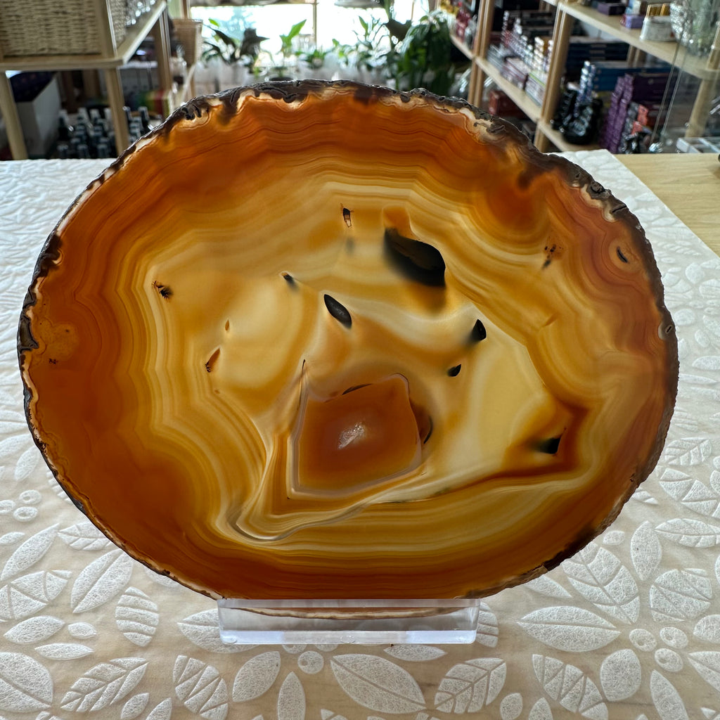 Agate Slice – Top Collectors Grade