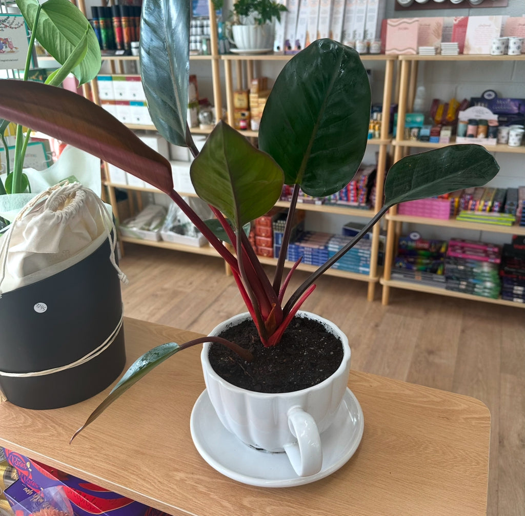 Philodendron in Tea Cup Planter