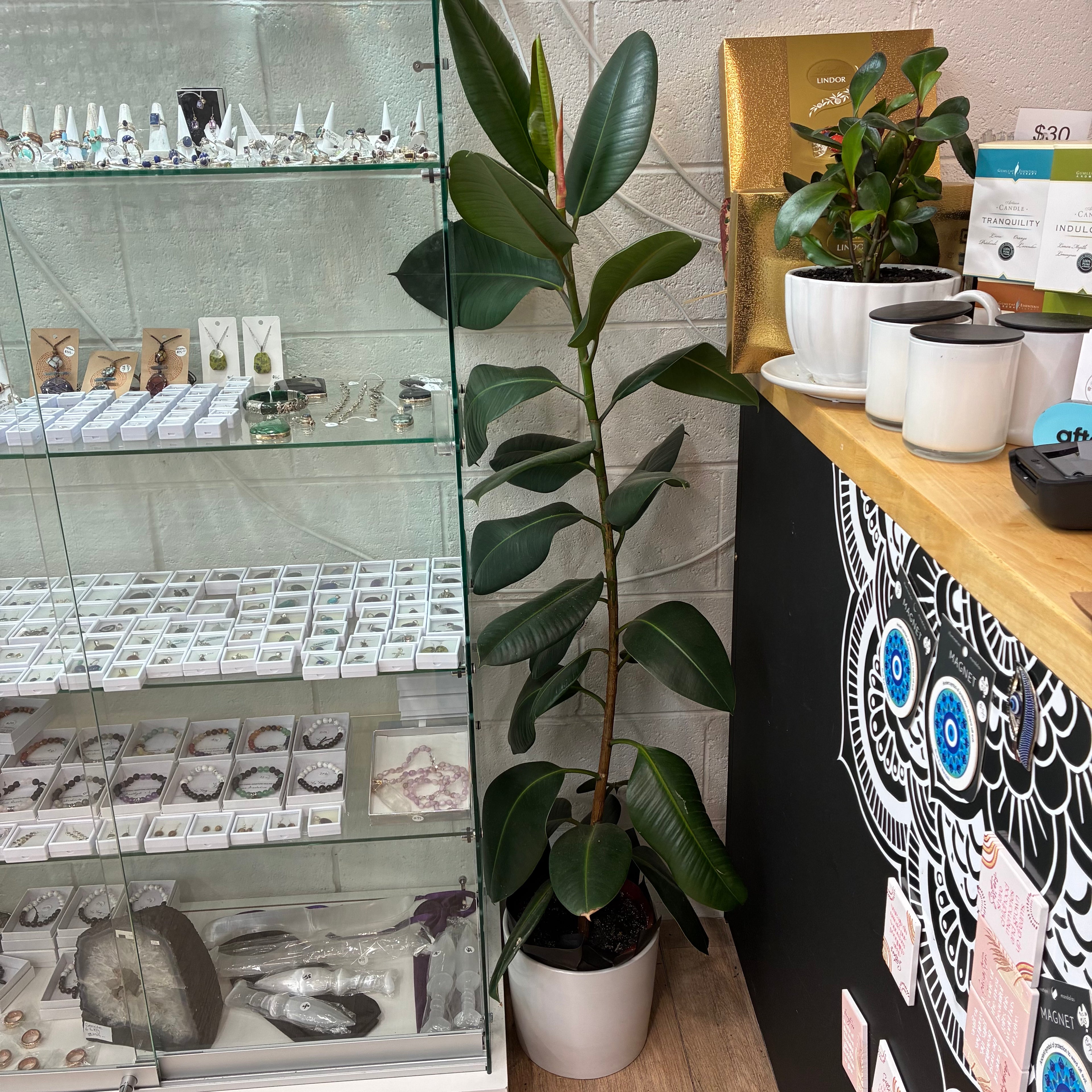 Rubber Plant in Ceramic Pot
