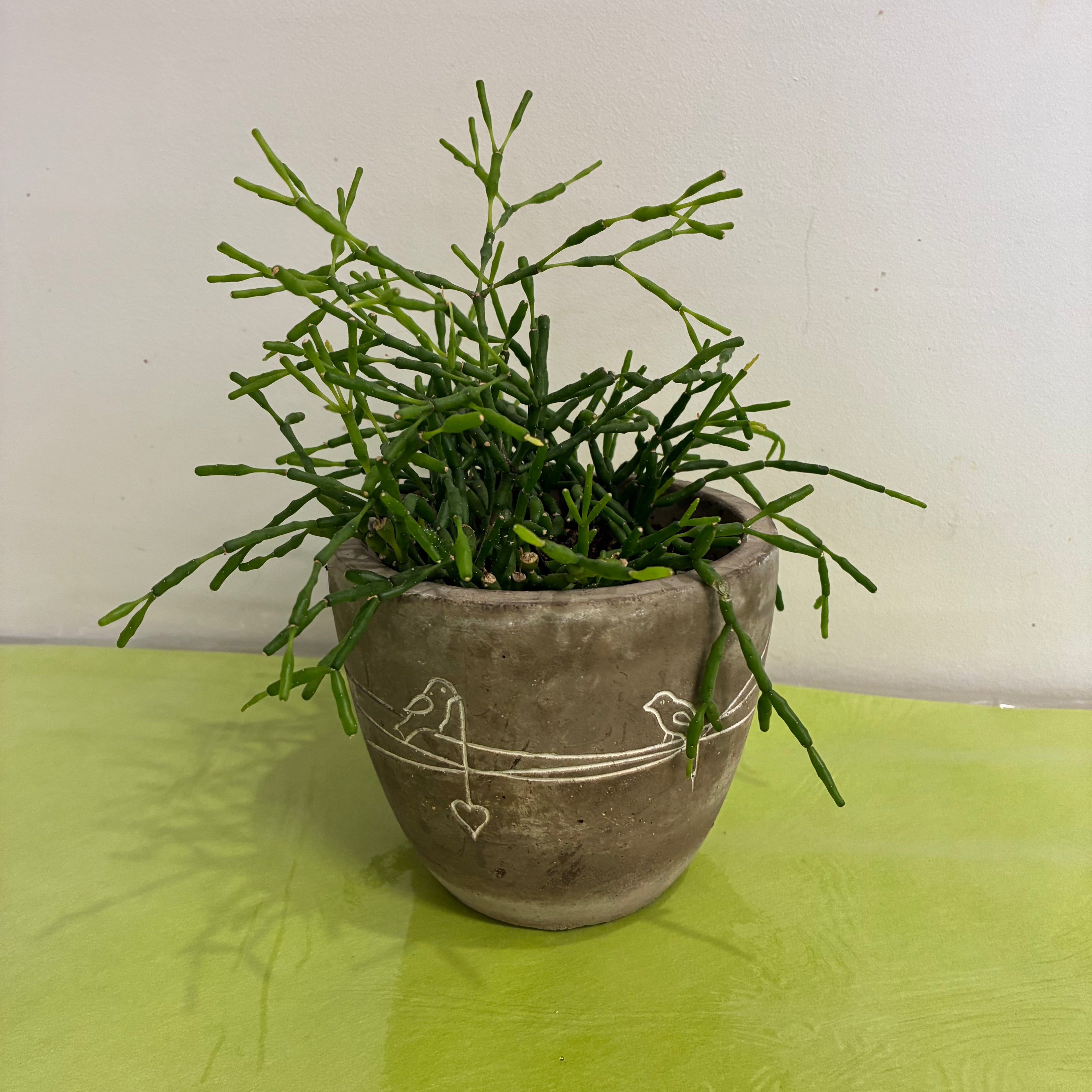 Bird on a Wire Cement Pot