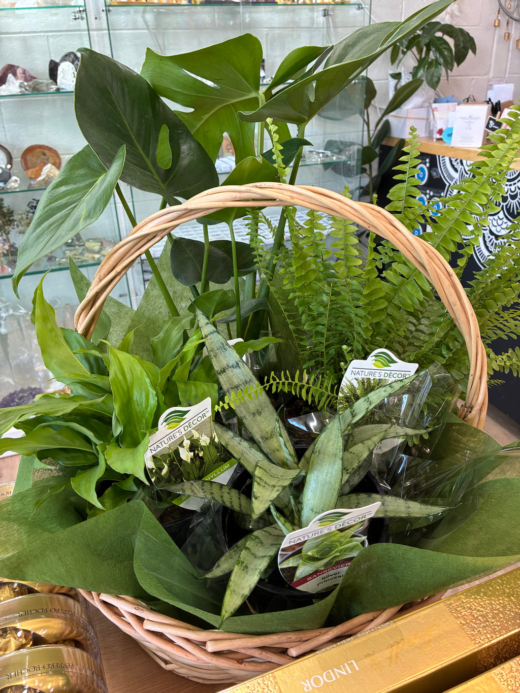 Indoor Plant Gift Basket Deluxe