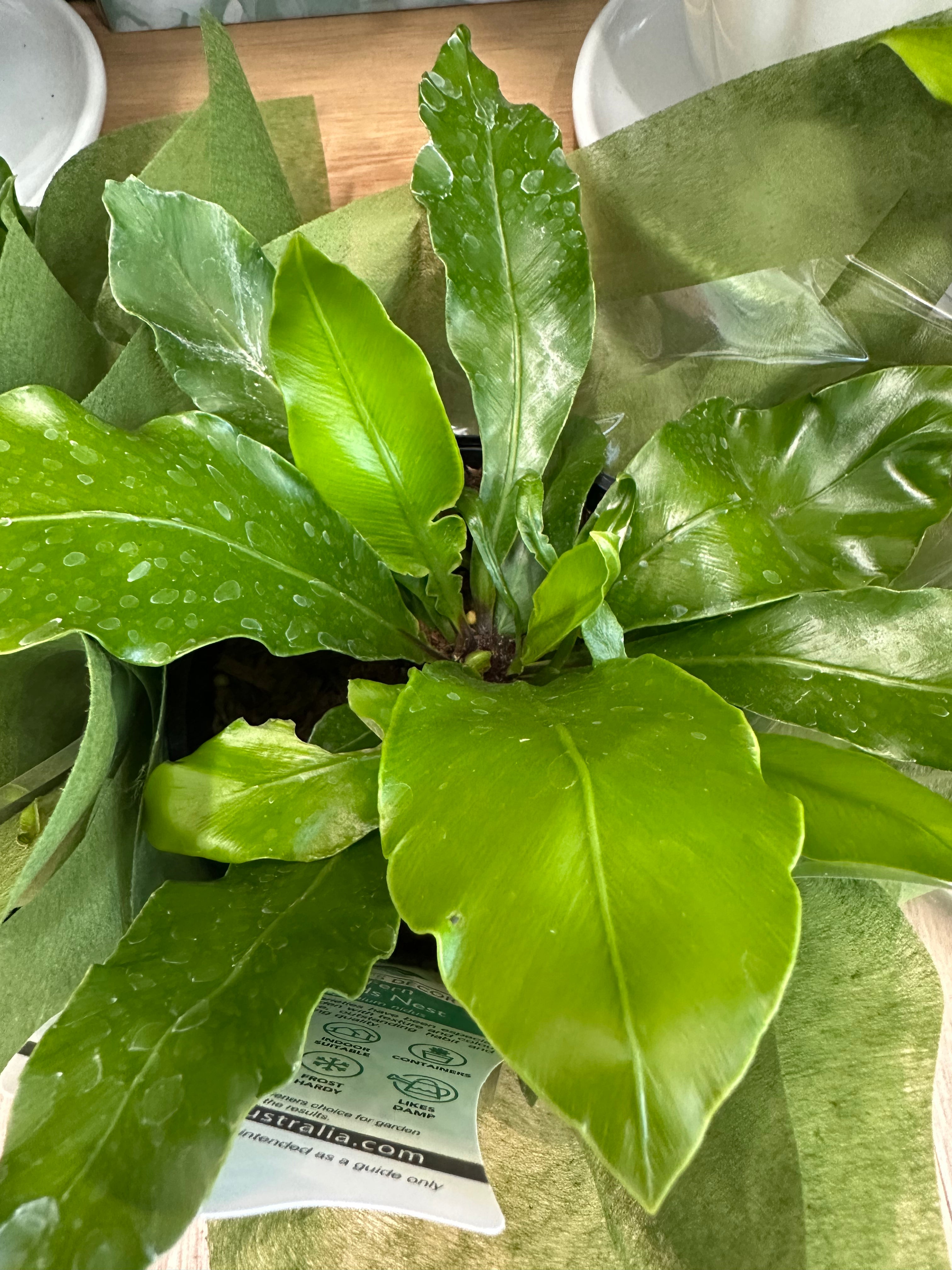 Bird’s Nest Fern Plant Gift Boxed – Renewal, Calm & Lush Green Beauty