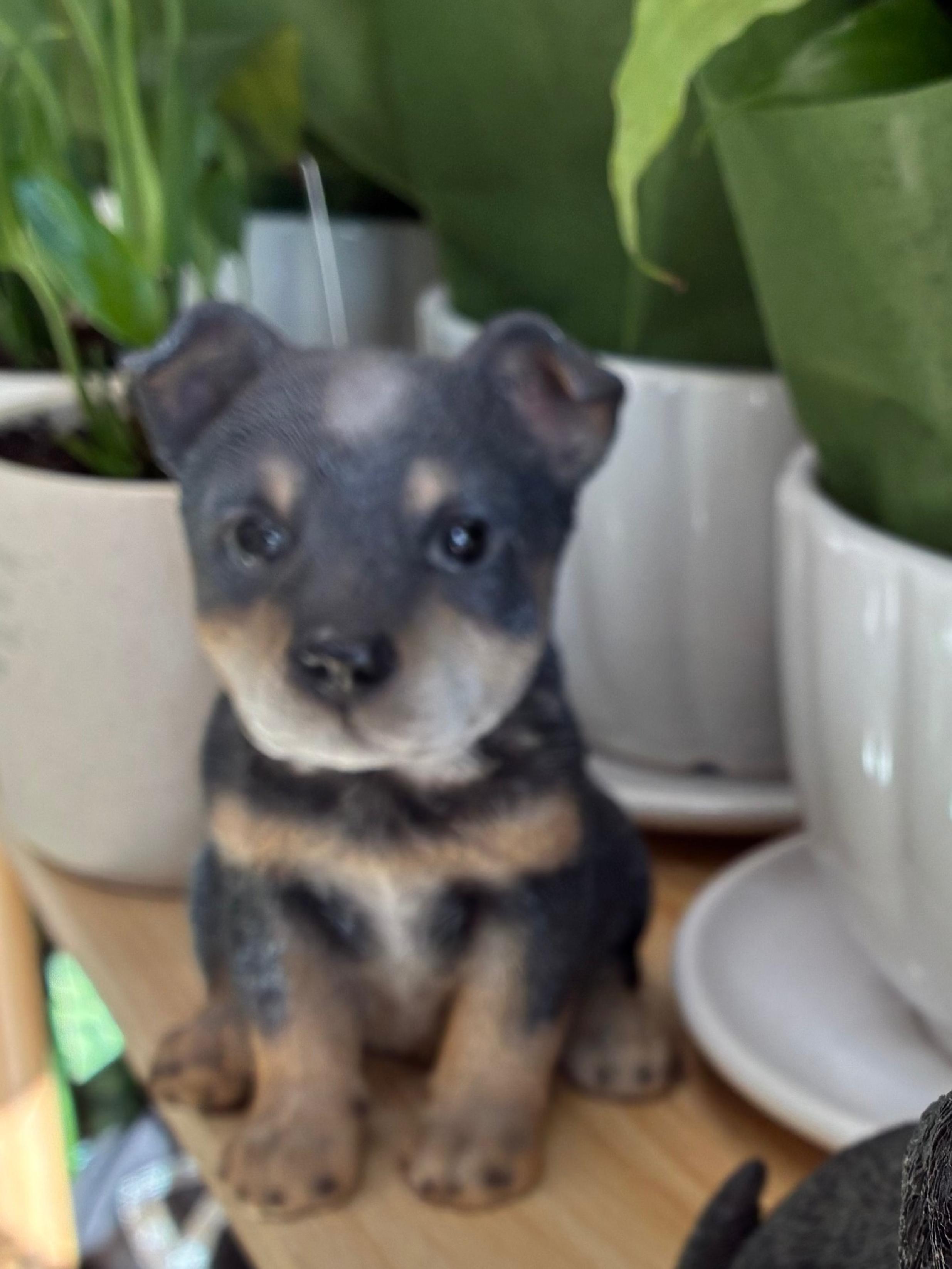 Blue Heeler Small