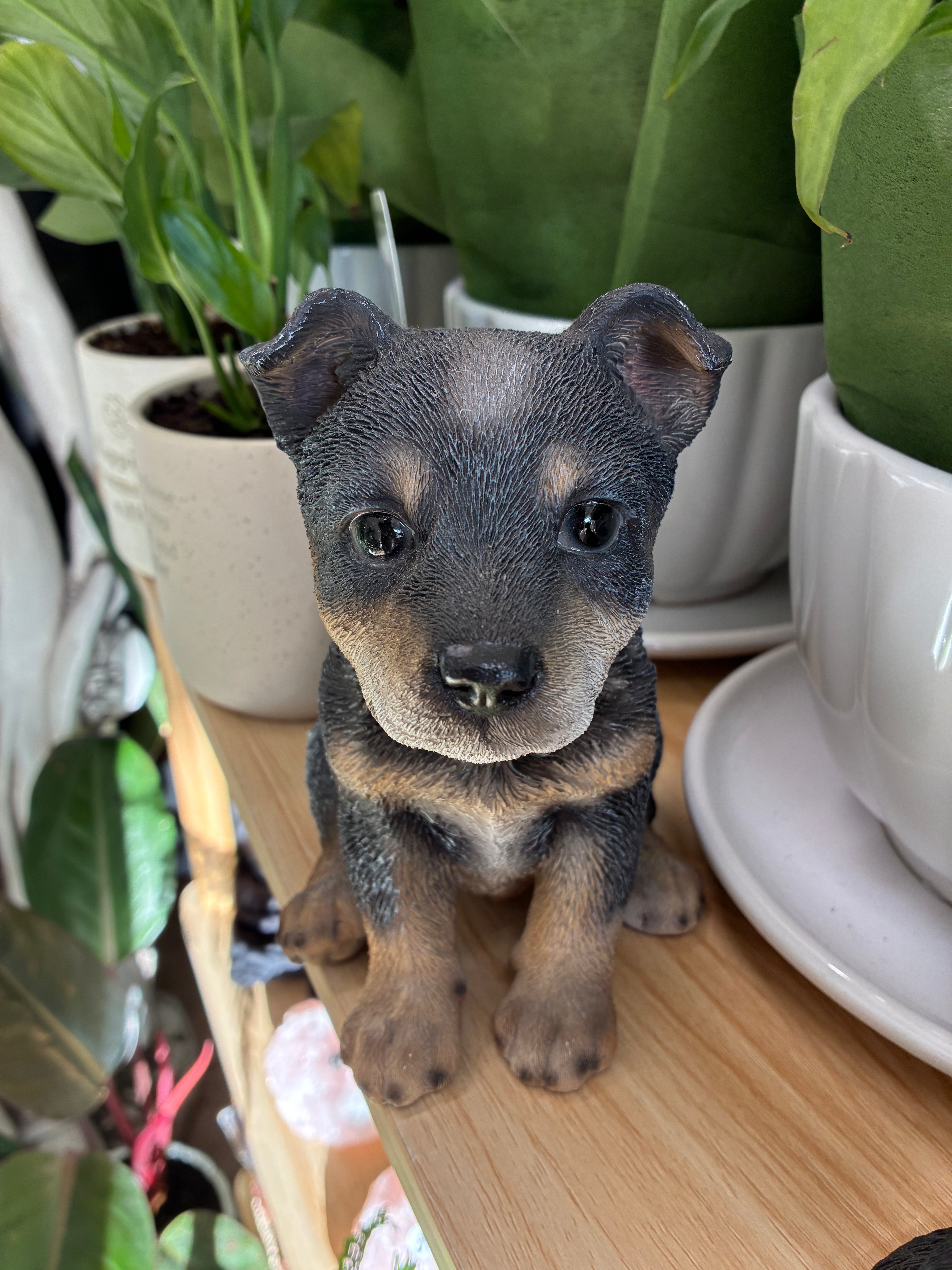 Blue Heeler Small