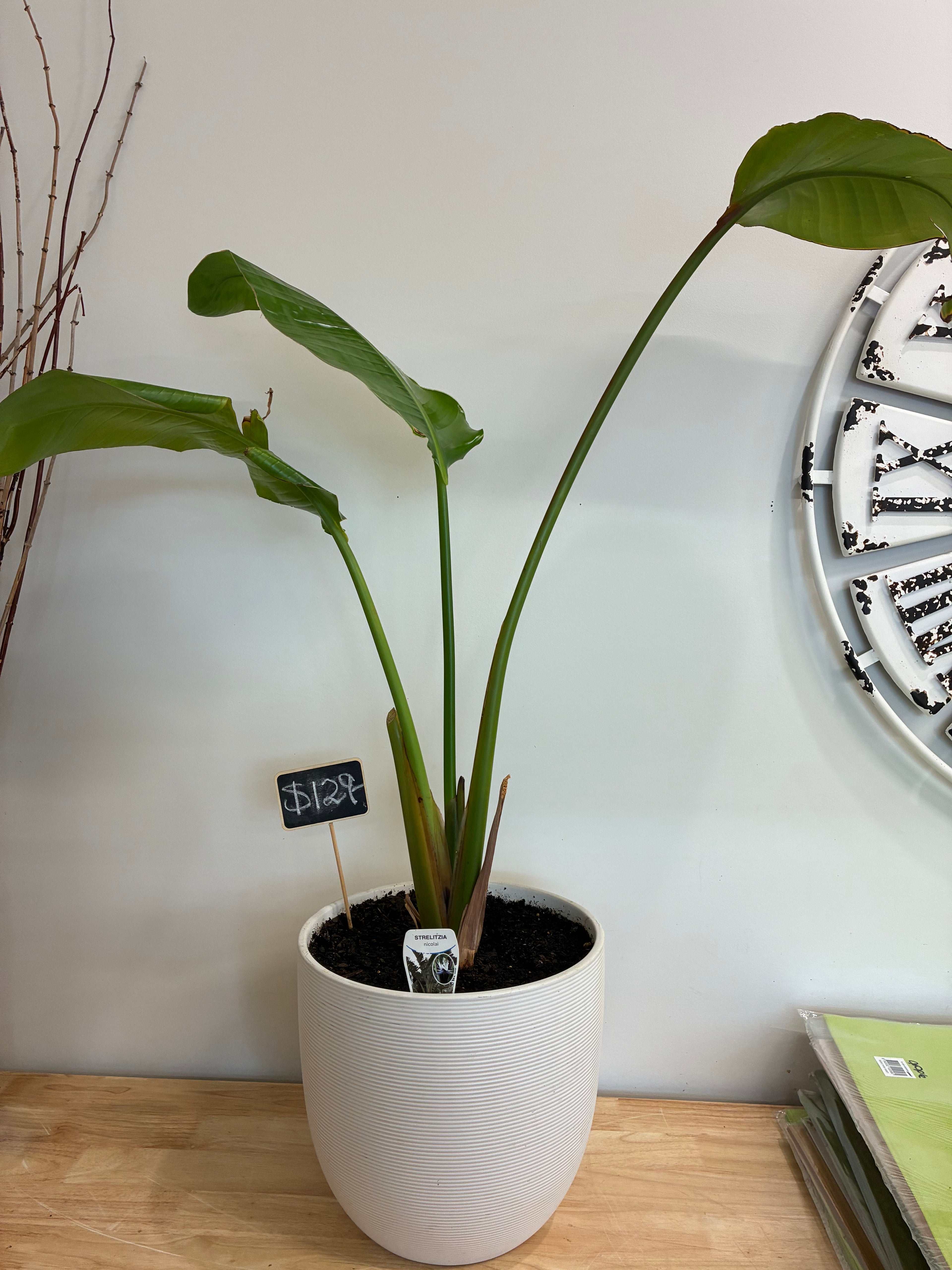Strelitzia Nicolai (White Bird of Paradise) Potted