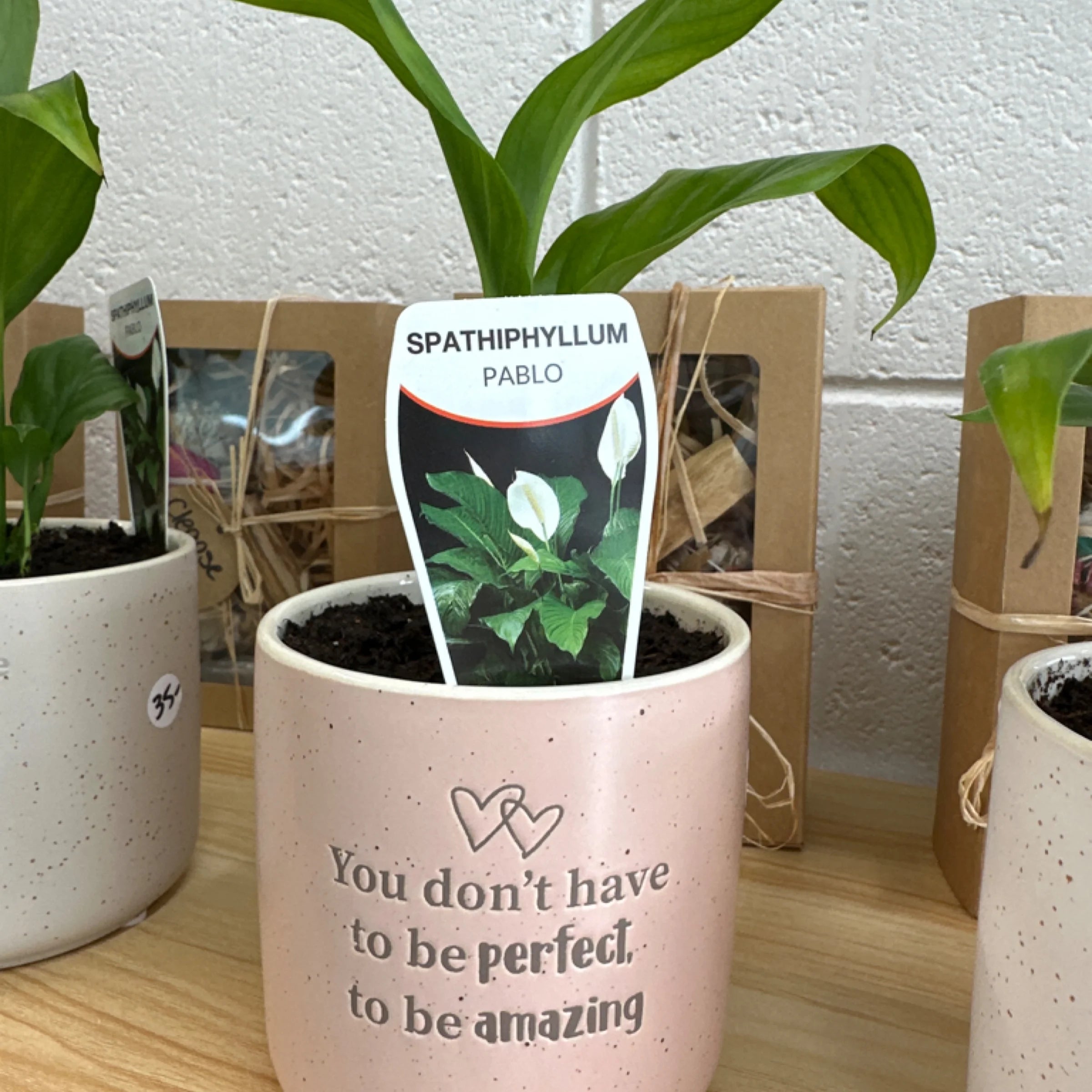 Amazing - Pot Planter - Peace Lily